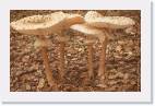 Macrolepiota procera
